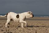 BOULEDOGUE AMERICAIN 206